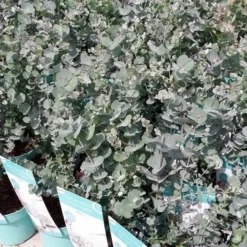 Winterharde Eucalyptus (Eucalyptus Gunnii 'Azura') -Aanbiedingen Tuin Ziel Winkel eucalyptusazura01 1