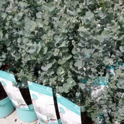 Winterharde Eucalyptus (Eucalyptus Gunnii 'Azura') -Aanbiedingen Tuin Ziel Winkel eucalyptusazura02