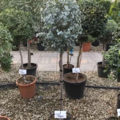 Eucalyptus Op Stam (Eucalyptus Gunnii) 7 Eucalyptus Op Stam (Eucalyptus Gunnii) -Aanbiedingen Tuin Ziel Winkel eucalytus gunni 80cm stam