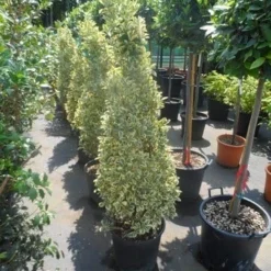 Kardinaalshoed Als Pyramide (Euonymus Japonicus 'Bravo') -Aanbiedingen Tuin Ziel Winkel euonymus japonicus bravo 100 120 140 c25 kegel
