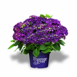 Hortensia Paars (Hydrangea 'Forever&Ever') 5 Hortensia Paars (Hydrangea 'Forever&Ever') -Aanbiedingen Tuin Ziel Winkel f e packshot purple rgb