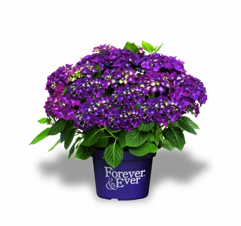 Hortensia Paars (Hydrangea 'Forever&Ever') 3 Hortensia Paars (Hydrangea 'Forever&Ever') - Afbeelding 3