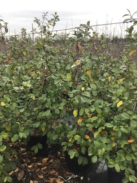 Michelia (Fairy Magnolia 'Blush') 2 Michelia (Fairy Magnolia 'Blush') - Afbeelding 2