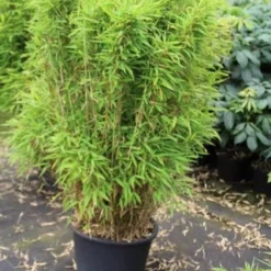 Niet Woekerende Bamboe (Fargesia Robusta) 28 Niet Woekerende Bamboe (Fargesia Robusta) -Aanbiedingen Tuin Ziel Winkel fargesia 1