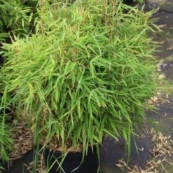 Niet Woekerende Bamboe (Fargesia Robusta) 26 Niet Woekerende Bamboe (Fargesia Robusta) -Aanbiedingen Tuin Ziel Winkel fargesia 2