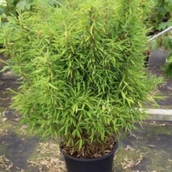 Niet Woekerende Bamboe (Fargesia Robusta) 29 Niet Woekerende Bamboe (Fargesia Robusta) -Aanbiedingen Tuin Ziel Winkel fargesia 3