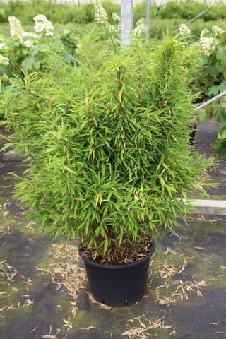 Niet Woekerende Bamboe (Fargesia Robusta) 14 Niet Woekerende Bamboe (Fargesia Robusta) - Afbeelding 14