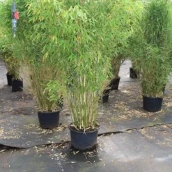 Niet Woekerende Bamboe (Fargesia Robusta) 31 Niet Woekerende Bamboe (Fargesia Robusta) -Aanbiedingen Tuin Ziel Winkel fargesia 4