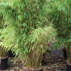 Niet Woekerende Bamboe (Fargesia Robusta) 30 Niet Woekerende Bamboe (Fargesia Robusta) -Aanbiedingen Tuin Ziel Winkel fargesia 6