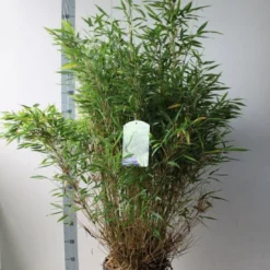 Niet Woekerende Bamboe (Fargesia Murieliae 'Simba') 22 Niet Woekerende Bamboe (Fargesia Murieliae 'Simba') -Aanbiedingen Tuin Ziel Winkel fargesia m simba 80 100 cm co. 15 kopie