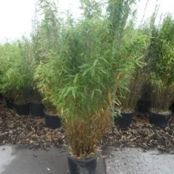 Niet Woekerende Bamboe (Fargesia Murieliae 'Simba') 24 Niet Woekerende Bamboe (Fargesia Murieliae 'Simba') -Aanbiedingen Tuin Ziel Winkel fargesia murieliae simba 125 150 c20