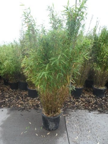 Niet Woekerende Bamboe (Fargesia Murieliae 'Simba') 11 Niet Woekerende Bamboe (Fargesia Murieliae 'Simba') - Afbeelding 11