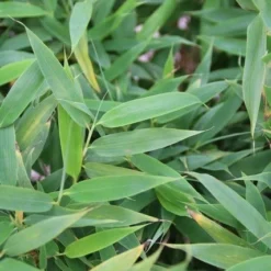 Niet Woekerende Bamboe (Fargesia Murieliae 'Simba') 20 Niet Woekerende Bamboe (Fargesia Murieliae 'Simba') -Aanbiedingen Tuin Ziel Winkel fargesia murieliae simba 1
