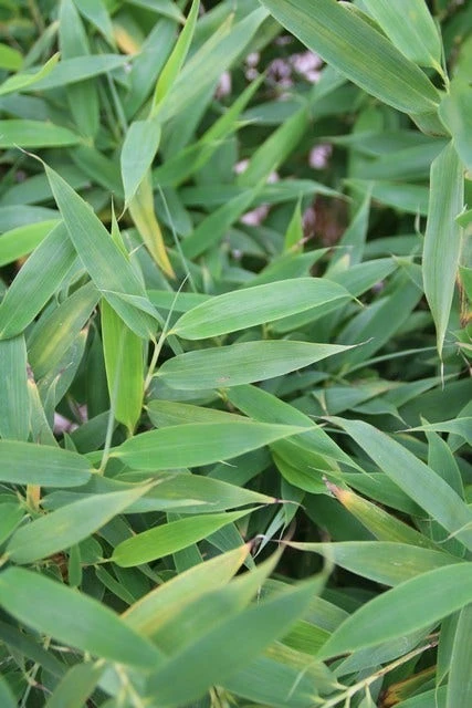 Niet Woekerende Bamboe (Fargesia Murieliae 'Simba') 7 Niet Woekerende Bamboe (Fargesia Murieliae 'Simba') - Afbeelding 7