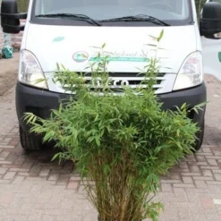 Niet Woekerende Bamboe (Fargesia Murieliae 'Simba') 26 Niet Woekerende Bamboe (Fargesia Murieliae 'Simba') -Aanbiedingen Tuin Ziel Winkel fargesia murieliae simba 2