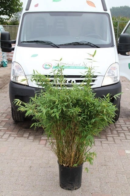 Niet Woekerende Bamboe (Fargesia Murieliae 'Simba') 13 Niet Woekerende Bamboe (Fargesia Murieliae 'Simba') - Afbeelding 13