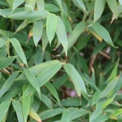 Niet Woekerende Bamboe (Fargesia Murieliae 'Simba') 19 Niet Woekerende Bamboe (Fargesia Murieliae 'Simba') -Aanbiedingen Tuin Ziel Winkel fargesia murieliae simba 3