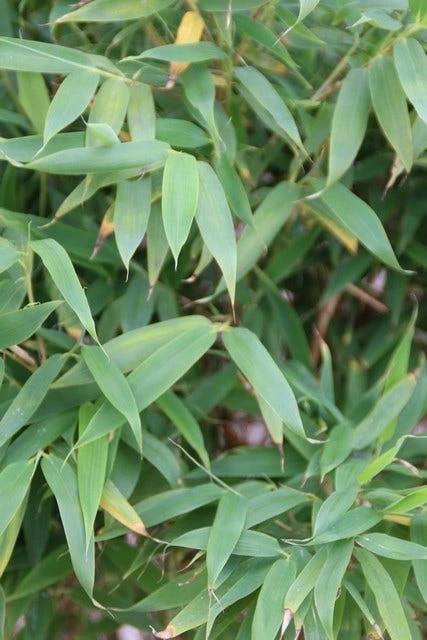 Niet Woekerende Bamboe (Fargesia Murieliae 'Simba') 6 Niet Woekerende Bamboe (Fargesia Murieliae 'Simba') - Afbeelding 6