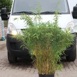 Niet Woekerende Bamboe (Fargesia Murieliae 'Simba') 27 Niet Woekerende Bamboe (Fargesia Murieliae 'Simba') -Aanbiedingen Tuin Ziel Winkel fargesia murieliae simba 4