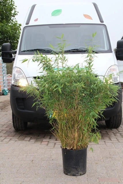 Niet Woekerende Bamboe (Fargesia Murieliae 'Simba') 14 Niet Woekerende Bamboe (Fargesia Murieliae 'Simba') - Afbeelding 14