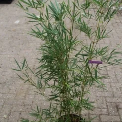 Niet Woekerende Bamboe (Fargesia Robusta) 22 Niet Woekerende Bamboe (Fargesia Robusta) -Aanbiedingen Tuin Ziel Winkel fargesia robusta 1
