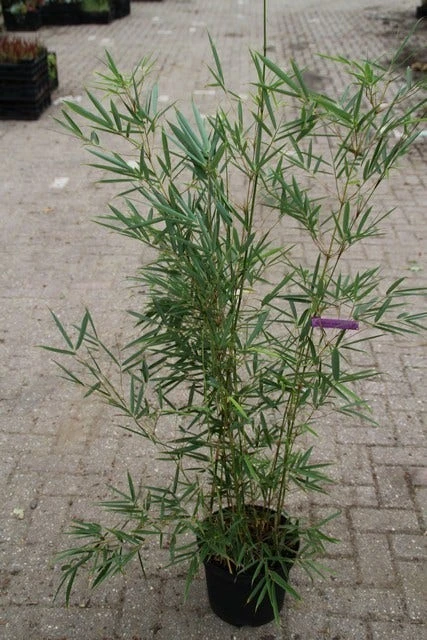 Niet Woekerende Bamboe (Fargesia Robusta) 7 Niet Woekerende Bamboe (Fargesia Robusta) - Afbeelding 7
