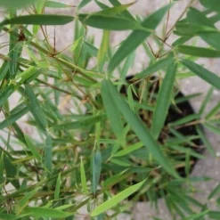 Niet Woekerende Bamboe (Fargesia Robusta) 21 Niet Woekerende Bamboe (Fargesia Robusta) -Aanbiedingen Tuin Ziel Winkel fargesia robusta 2