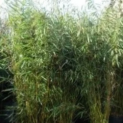 Niet Woekerende Bamboe (Fargesia Robusta) 24 Niet Woekerende Bamboe (Fargesia Robusta) -Aanbiedingen Tuin Ziel Winkel fargesia rubusta