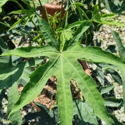 Vingerplant (Fatsia Polycarpa 'Green Fingers') 5 Vingerplant (Fatsia Polycarpa 'Green Fingers') -Aanbiedingen Tuin Ziel Winkel fatisa polycarpa green fingers 2 1 1