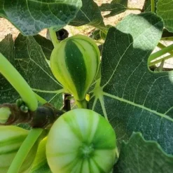 Vijg Op Stam (Ficus Carica 'Panache') 6 Vijg Op Stam (Ficus Carica 'Panache') -Aanbiedingen Tuin Ziel Winkel ficus caira panachee 2 1