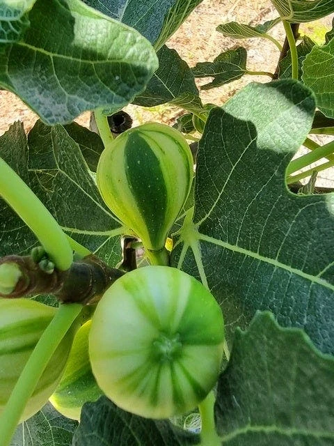 Vijg Op Stam (Ficus Carica 'Panache') 3 Vijg Op Stam (Ficus Carica 'Panache') - Afbeelding 3