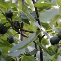 Vijg (Ficus Carica) 11 Vijg (Ficus Carica) -Aanbiedingen Tuin Ziel Winkel ficus carica 1