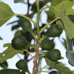 Vijg (Ficus Carica) 12 Vijg (Ficus Carica) -Aanbiedingen Tuin Ziel Winkel ficus carica 2