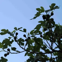 Vijg Op Stam (Ficus Carica) -Aanbiedingen Tuin Ziel Winkel ficus carica 3
