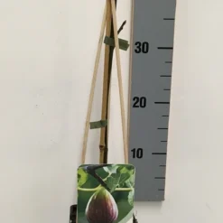 Vijg (Ficus Carica) 13 Vijg (Ficus Carica) -Aanbiedingen Tuin Ziel Winkel ficus carica 50 60 c2