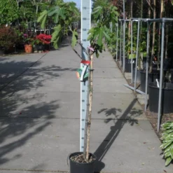 Vijg Op Stam (Ficus Carica) -Aanbiedingen Tuin Ziel Winkel ficus carica halfstam c15