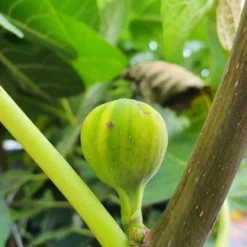 Vijg (Ficus Carica 'Panache') -Aanbiedingen Tuin Ziel Winkel ficuscaricapanache01