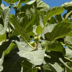 Vijg (Ficus Carica 'Panache') -Aanbiedingen Tuin Ziel Winkel ficuscaricavi