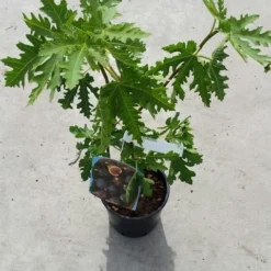 Vijg (Ficus Carica 'Ice Crystal') 5 Vijg (Ficus Carica 'Ice Crystal') -Aanbiedingen Tuin Ziel Winkel ficusicecrystal03