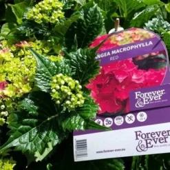 Hortensia Rood (Hydrangea 'Forever&Ever') -Aanbiedingen Tuin Ziel Winkel foreverandever red01b