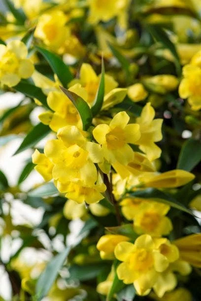 Gele Jasmijn (Gelsemium Sempervirens) 1 Gele Jasmijn (Gelsemium Sempervirens)