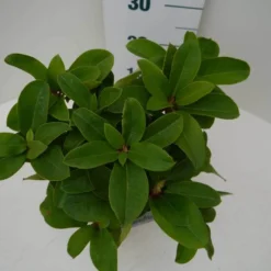 Rhododendron (Rhododendron 'Germania') 24 Rhododendron (Rhododendron 'Germania') -Aanbiedingen Tuin Ziel Winkel germania c2 boven 1