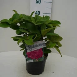 Rhododendron (Rhododendron 'Germania') 22 Rhododendron (Rhododendron 'Germania') -Aanbiedingen Tuin Ziel Winkel germania c2 voor