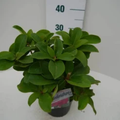 Rhododendron (Rhododendron 'Germania') 23 Rhododendron (Rhododendron 'Germania') -Aanbiedingen Tuin Ziel Winkel germania c2 zij 1