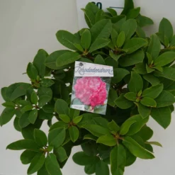 Rhododendron (Rhododendron 'Germania') 30 Rhododendron (Rhododendron 'Germania') -Aanbiedingen Tuin Ziel Winkel germania c7.5 boven 1