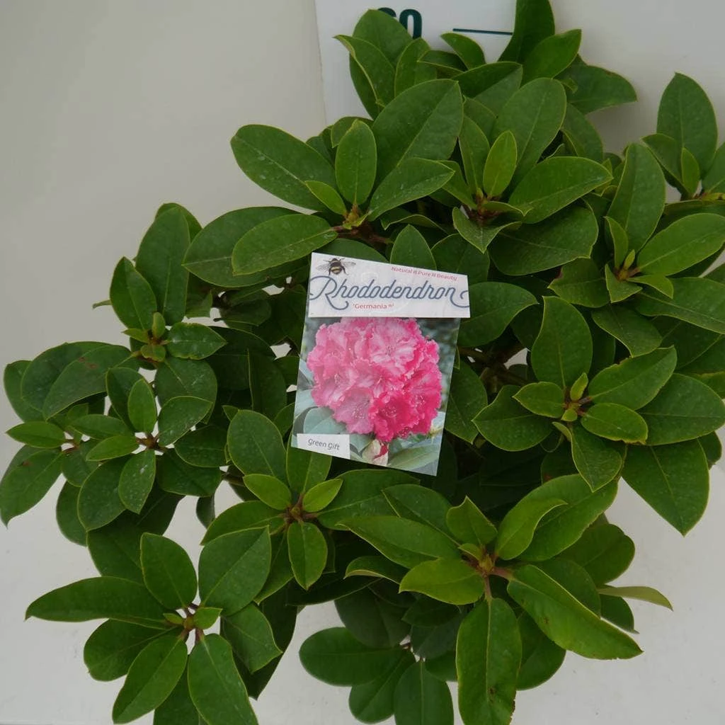 Rhododendron (Rhododendron 'Germania') 11 Rhododendron (Rhododendron 'Germania') - Afbeelding 11