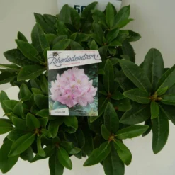 Rhododendron (Rhododendron 'Gomer Waterer') -Aanbiedingen Tuin Ziel Winkel gomer waterer c7.5 boven