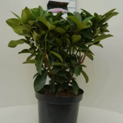 Rhododendron (Rhododendron 'Gomer Waterer') -Aanbiedingen Tuin Ziel Winkel gomer waterer c7.5 voor