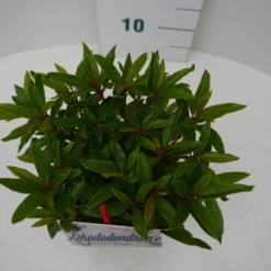 Rhododendron (Rhododendron 'Graziella') 11 Rhododendron (Rhododendron 'Graziella') -Aanbiedingen Tuin Ziel Winkel graziella c2 boven