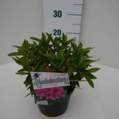 Rhododendron (Rhododendron 'Graziella') -Aanbiedingen Tuin Ziel Winkel graziella c2 zij 1
